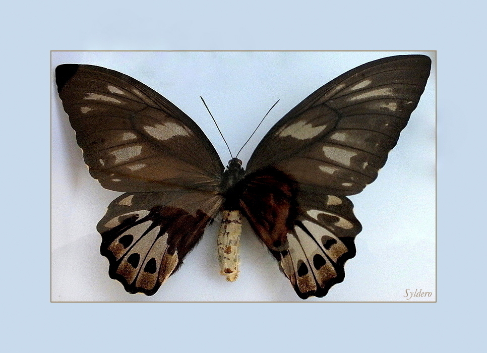 Le reflet papillon