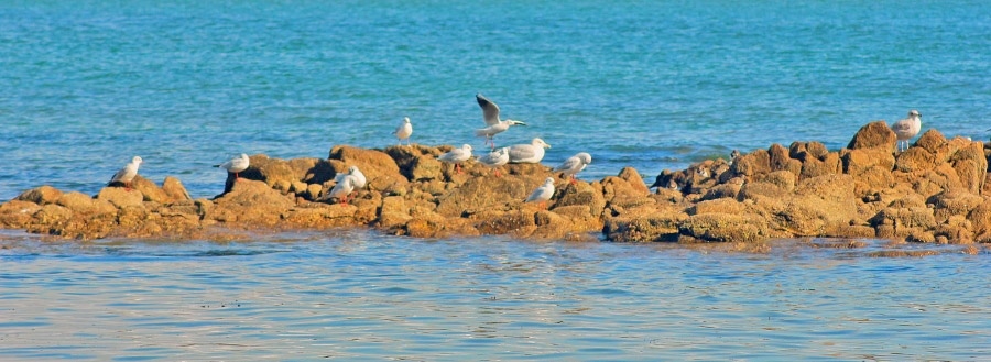le refuge des oiseaux marins