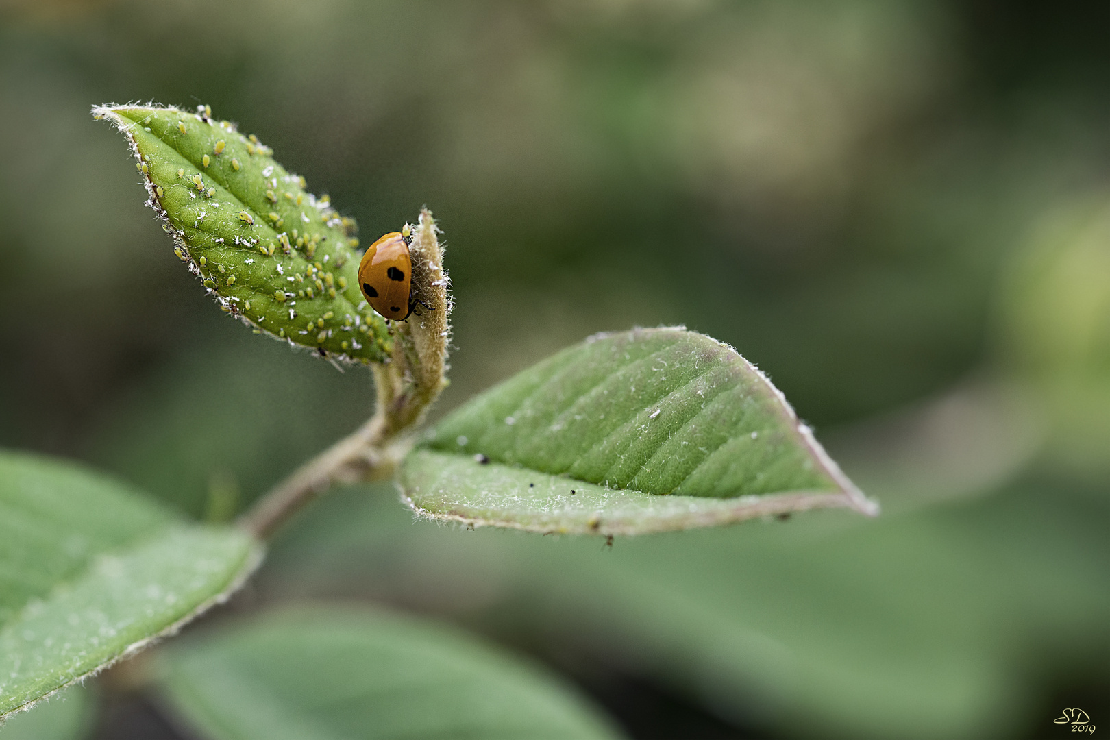 Le régal de la coccinelle 