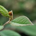 Le régal de la coccinelle 