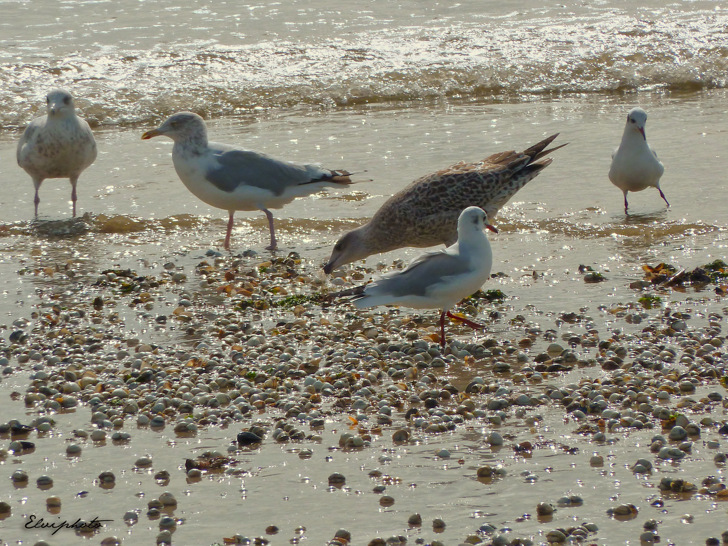 le régal des mouettes (et goélands)