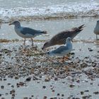 le régal des mouettes (et goélands)