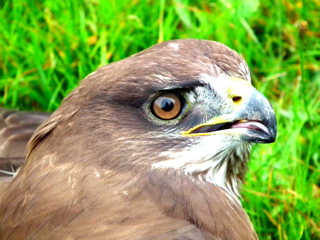 Le regard