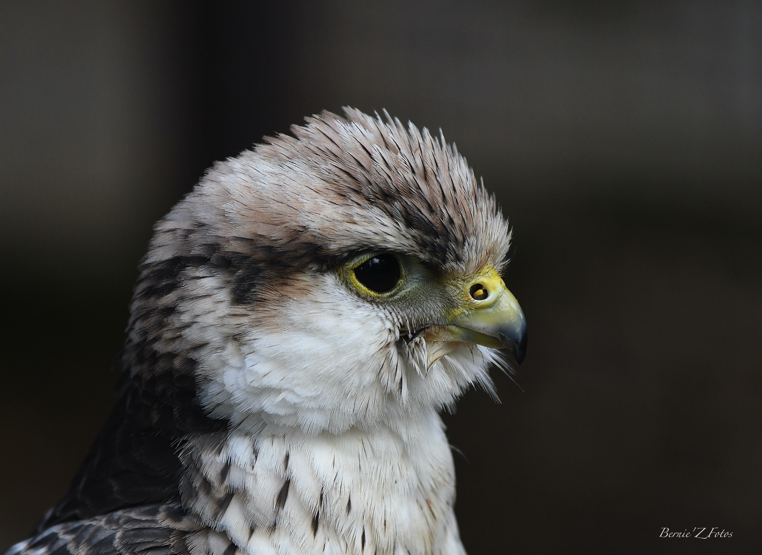 Le regard charmeur