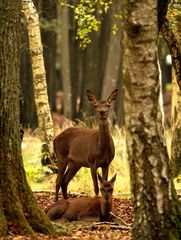 le regard de innocence