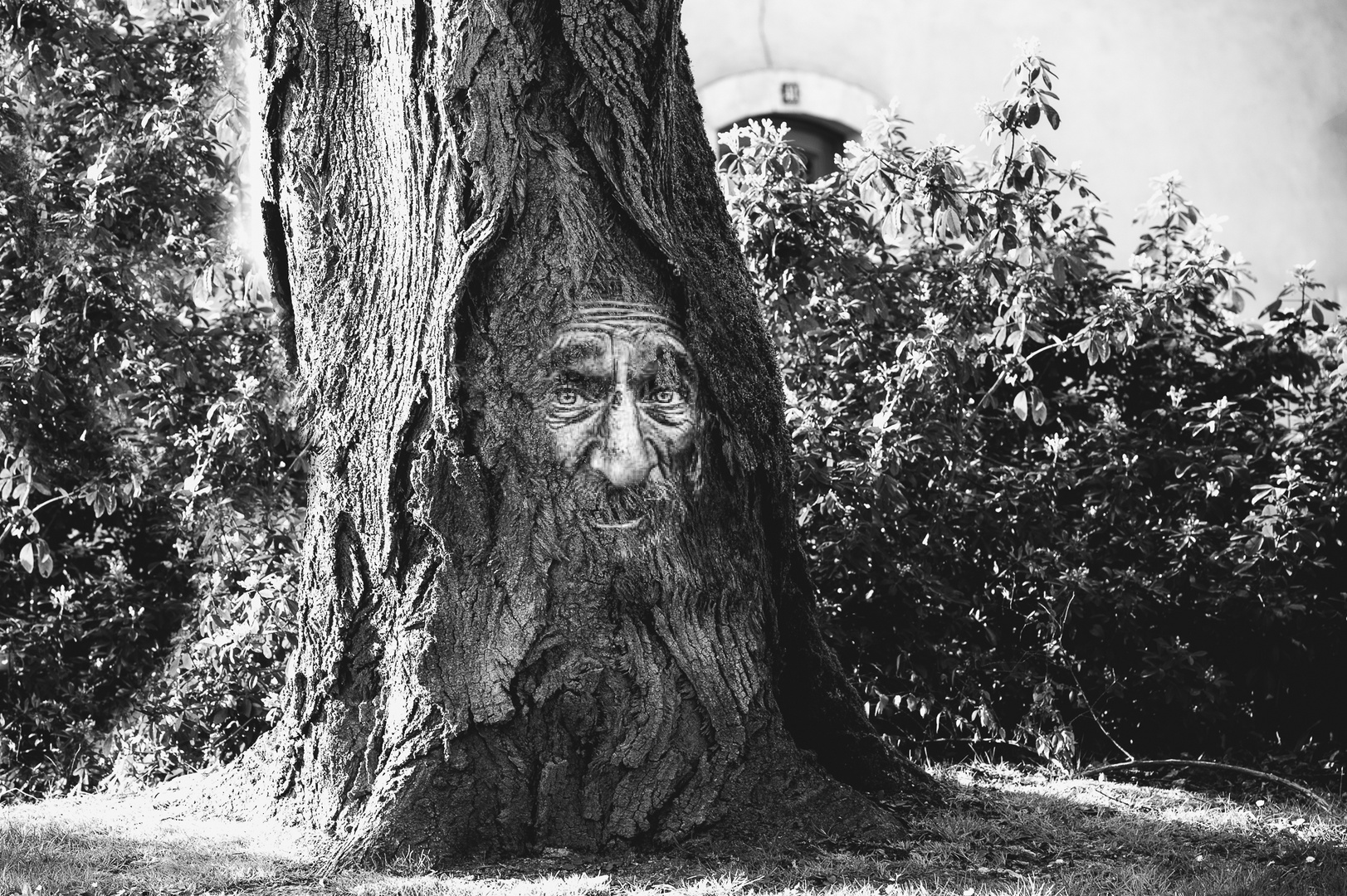 le regard de l arbre