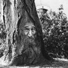 le regard de l arbre