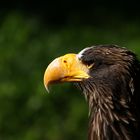 " Le regard de l'aigle "