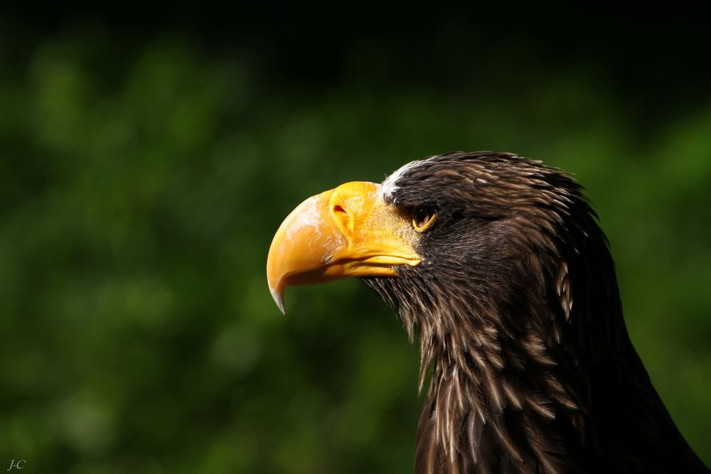 " Le regard de l'aigle "