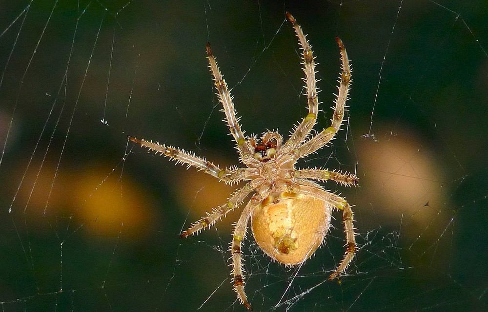 le regard de l'araignée