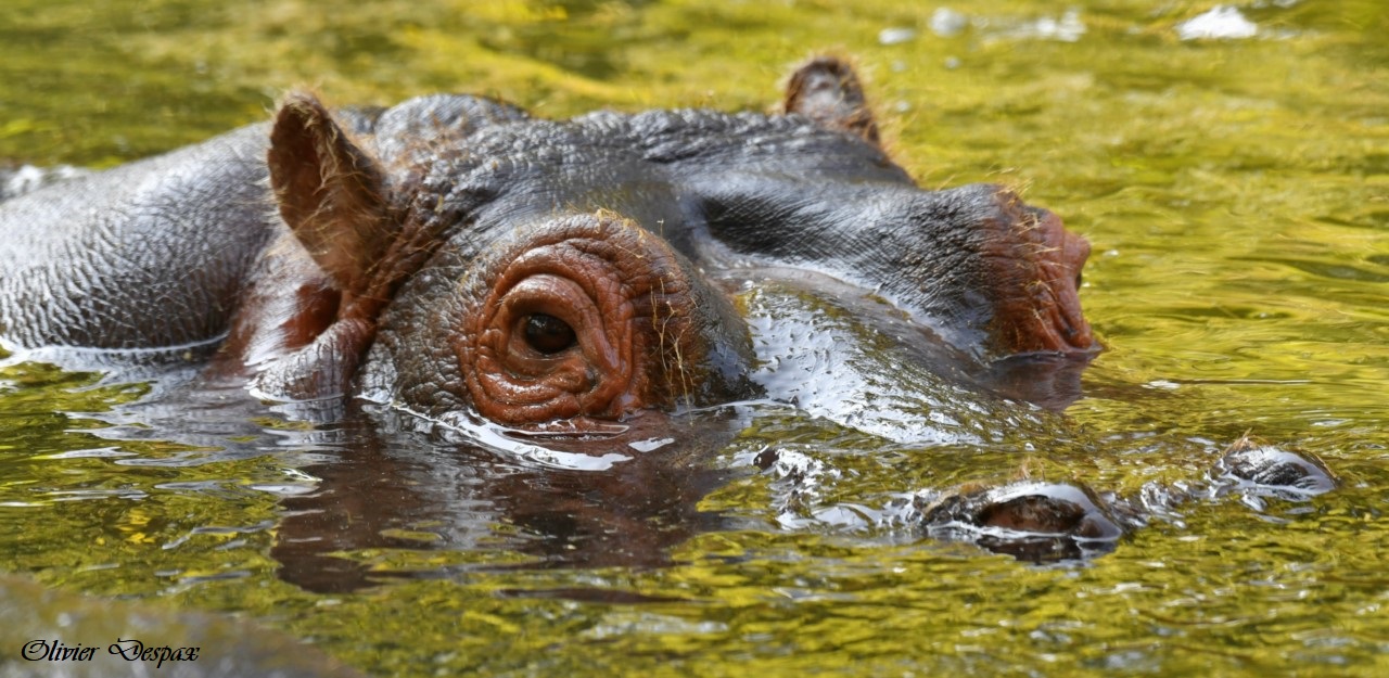 Le regard de l'hippopotame