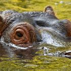 Le regard de l'hippopotame