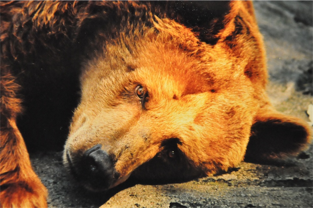 le regard de l'ours vers la liberté....