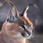 le Regard du Caracal