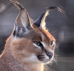 le Regard du Caracal