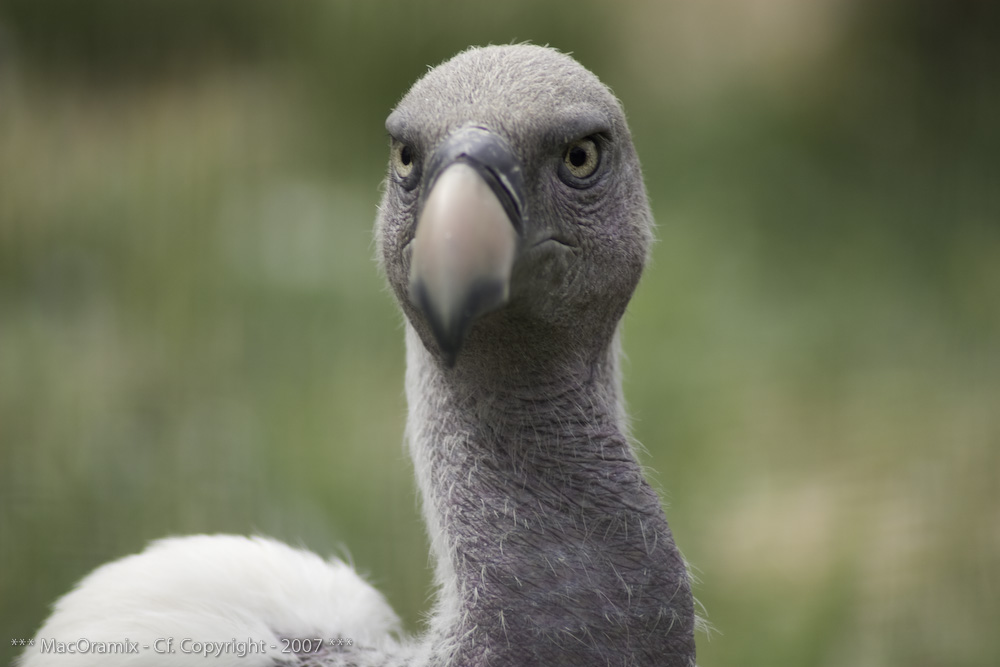 Le regard du charognard