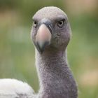 Le regard du charognard