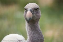 Le regard du charognard