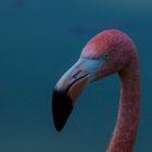 Le regard du flamant rose