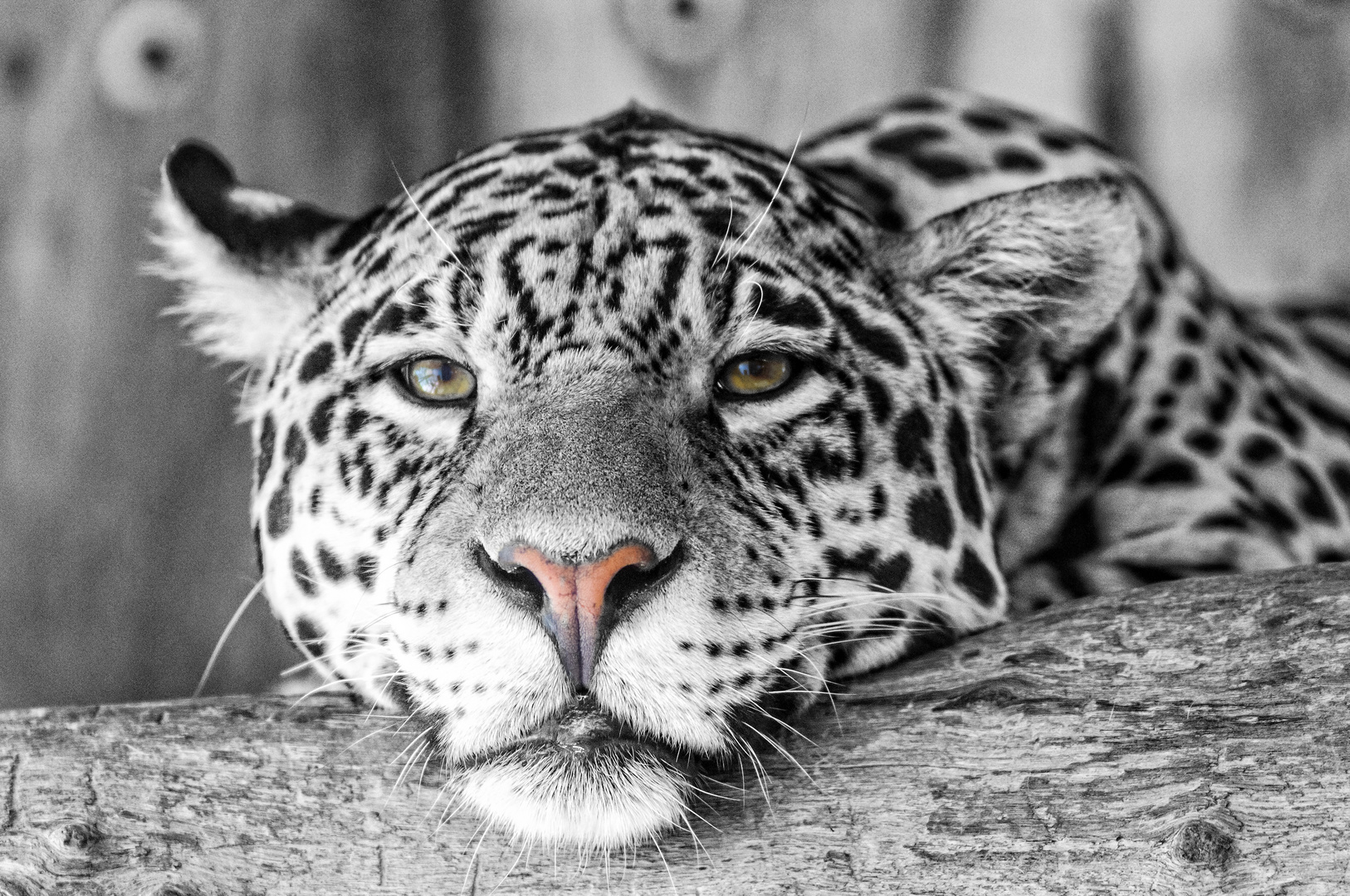 Le regard du léopard