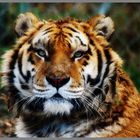 le regard du tigre