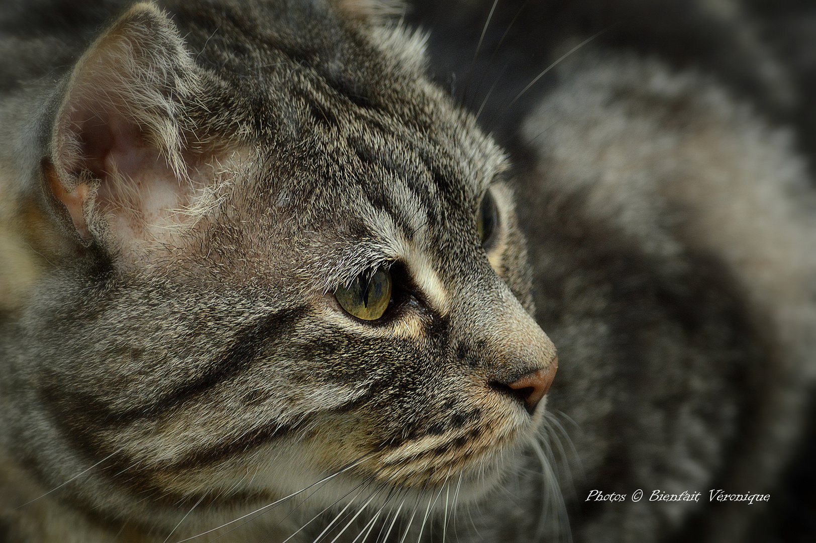 Le regard félin, le langage du chat 