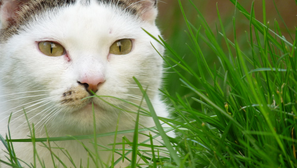 le regard furtif