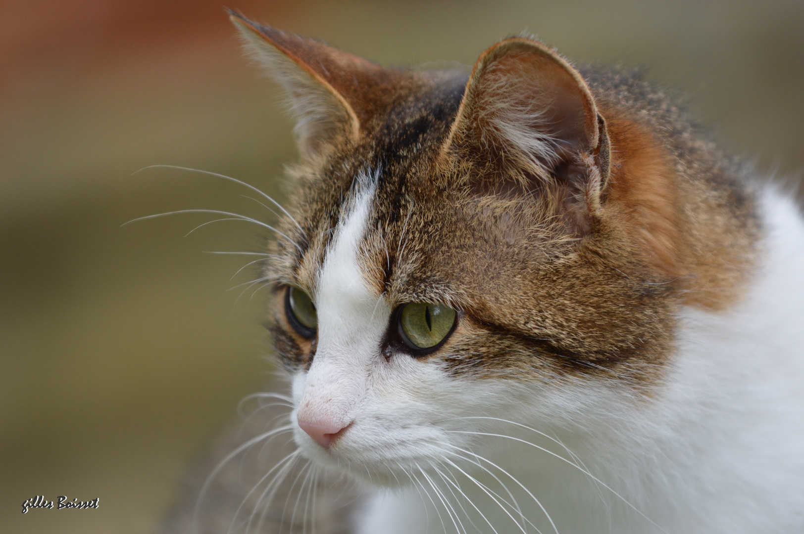 le regard inquiet de  Paulette