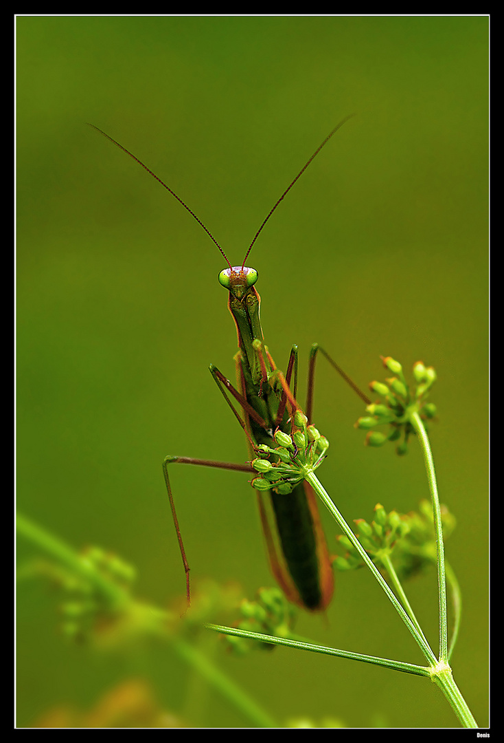 ...Le regard qui tue..!