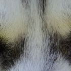 Le regard qui tue (du Husky)