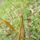 Le regard vert 2