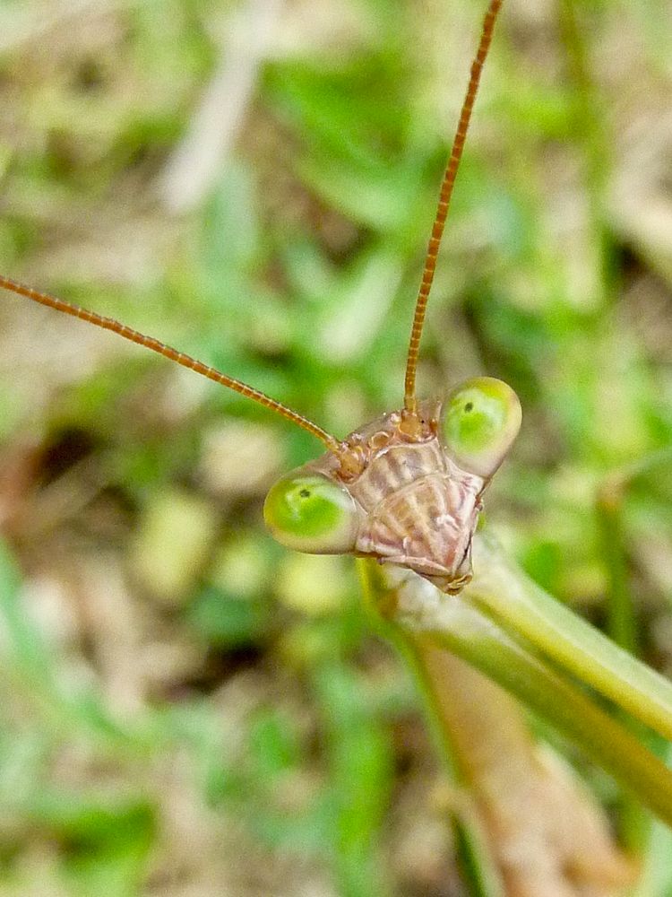 Le regard vert