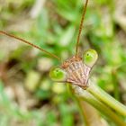 Le regard vert