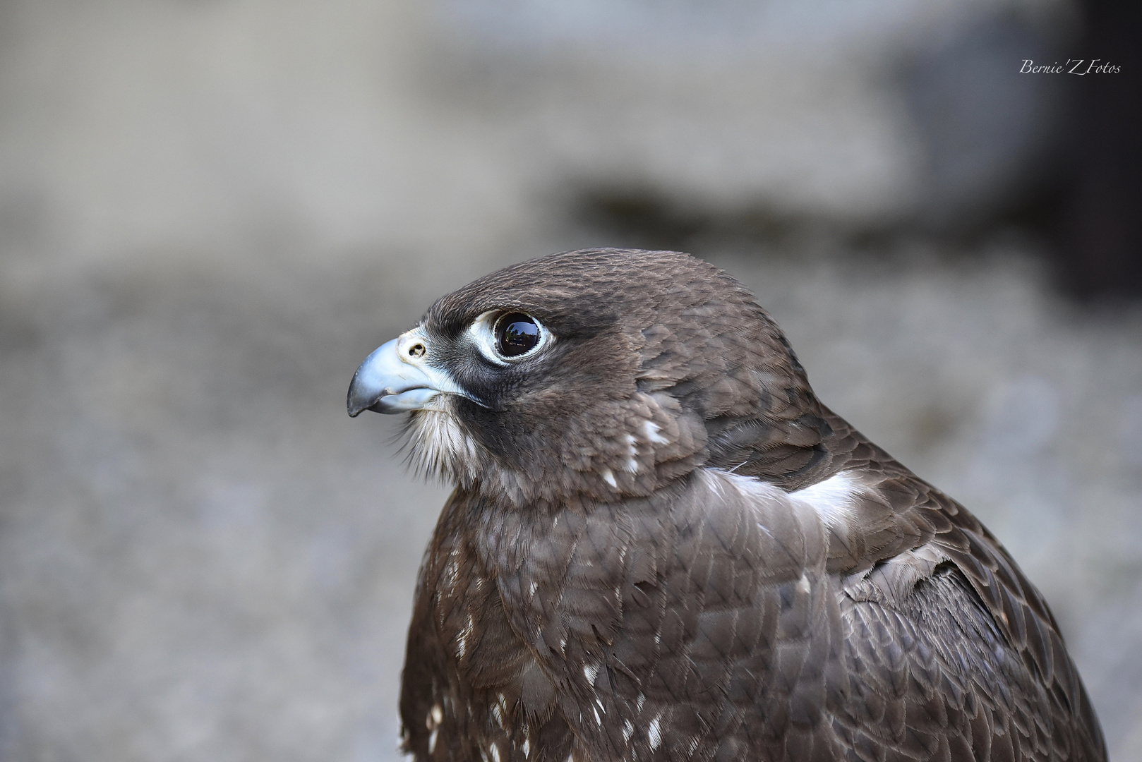 Le regard vif