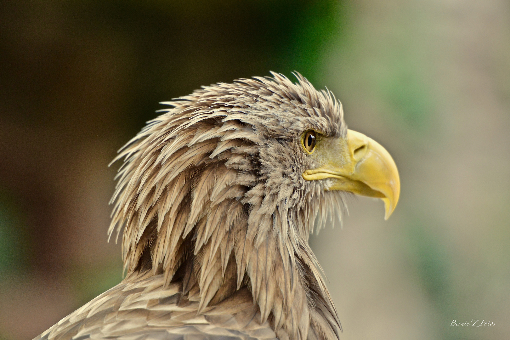 le regard vif