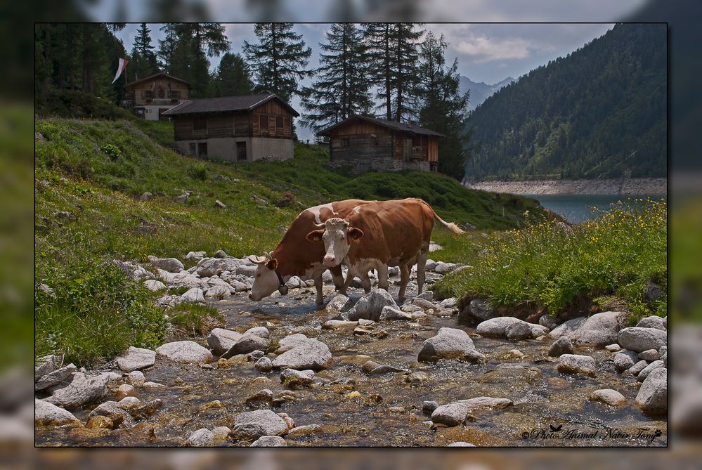 Le Regine delle Dolomiti