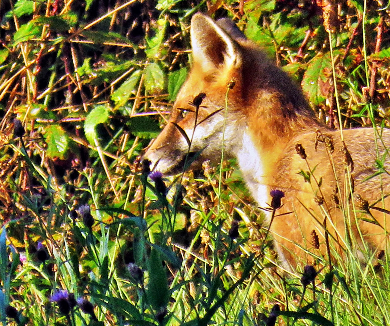 le renard