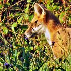 le renard