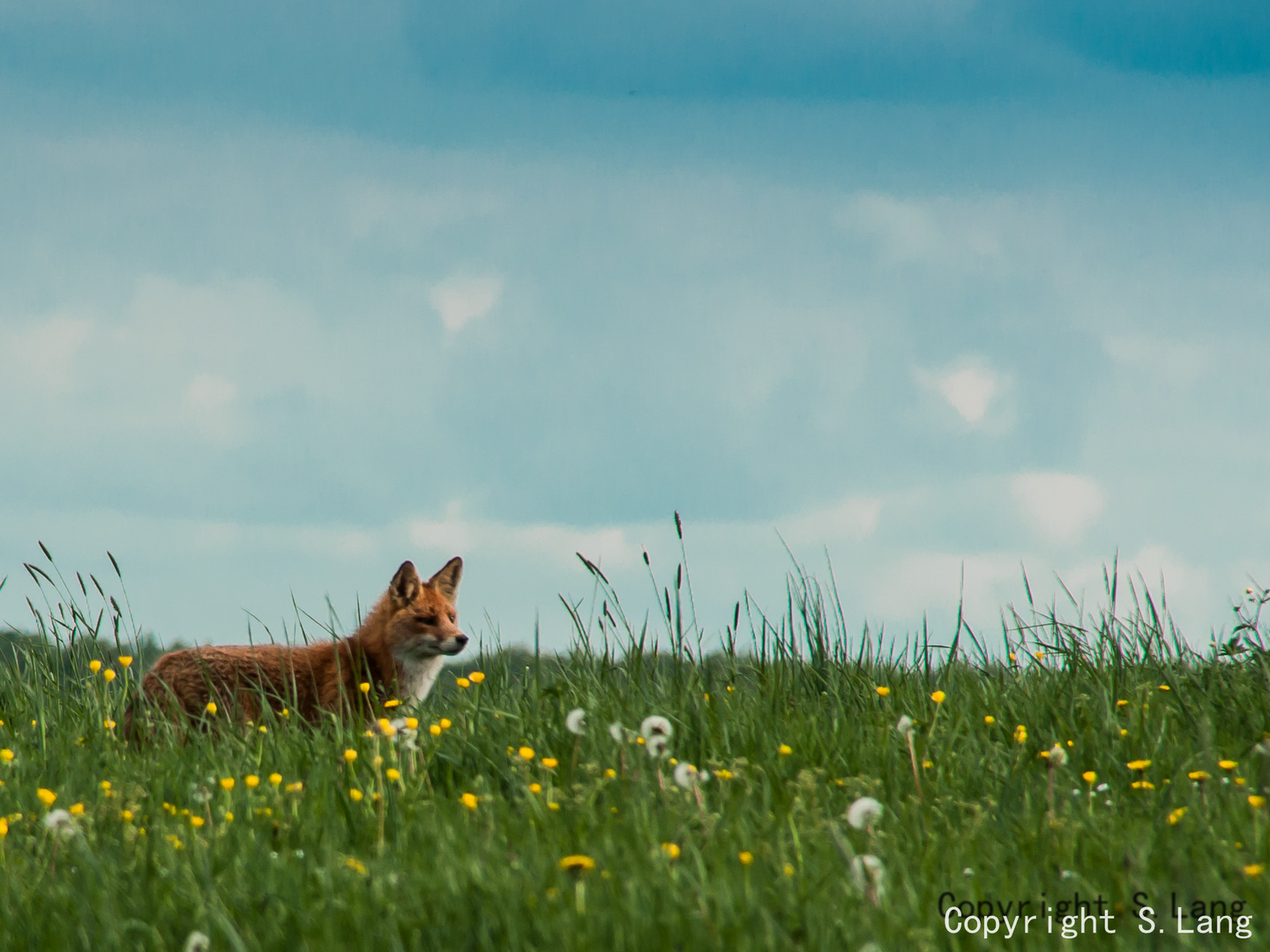 Le renard