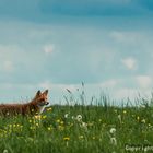 Le renard