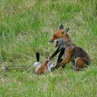 Le Renard, ce solitaire ....