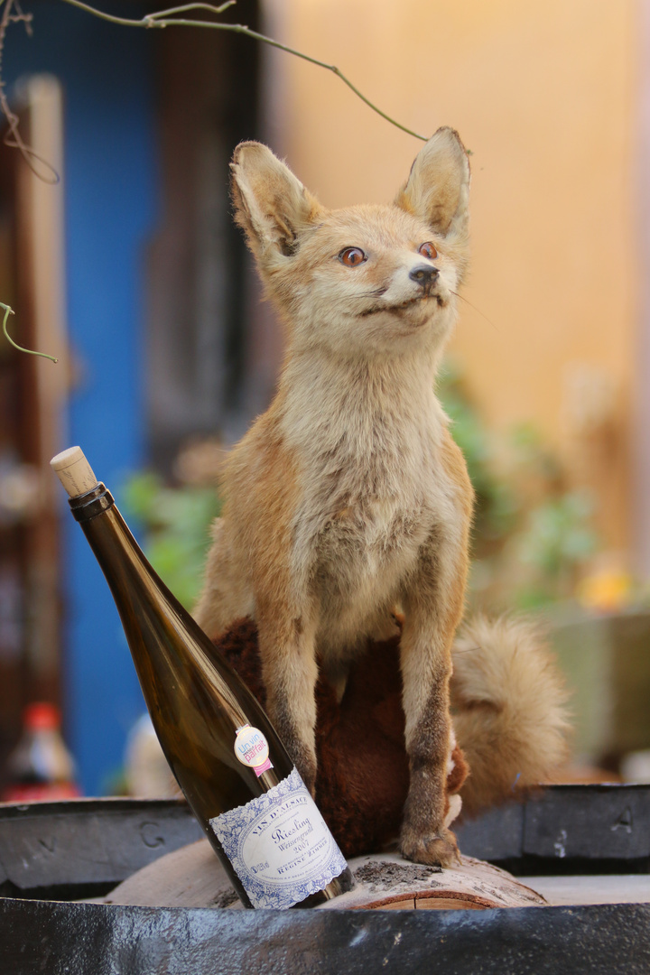 Le renard empaillé de Riquewihr