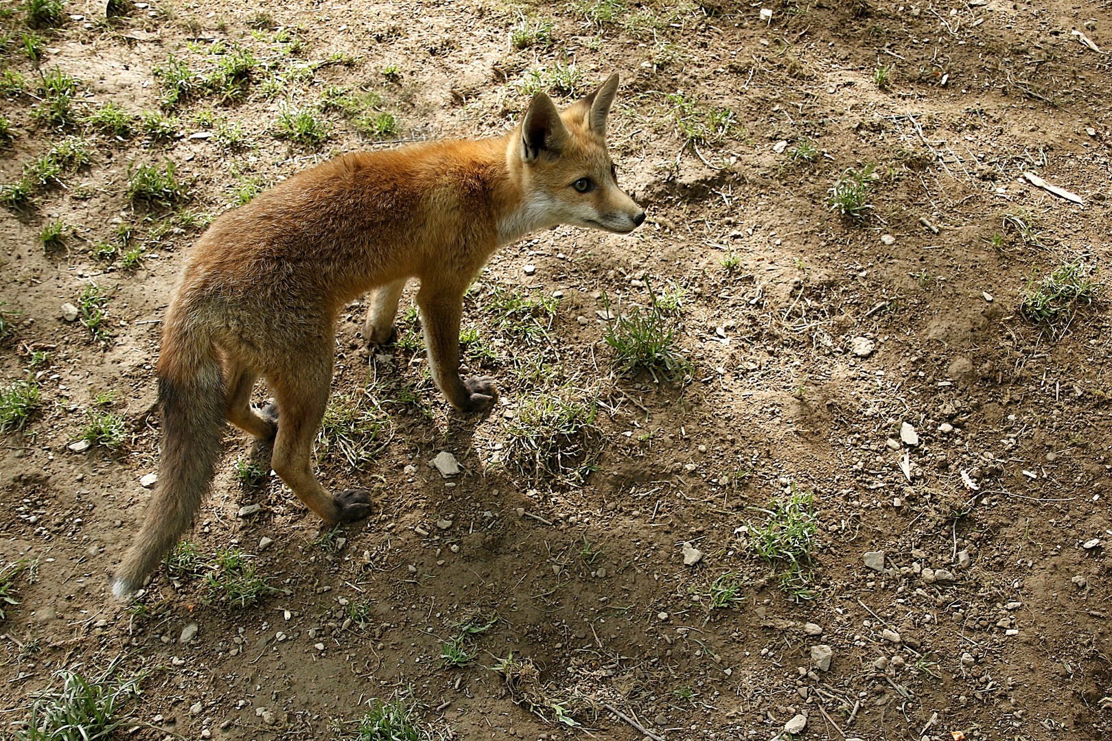 le renard en balade