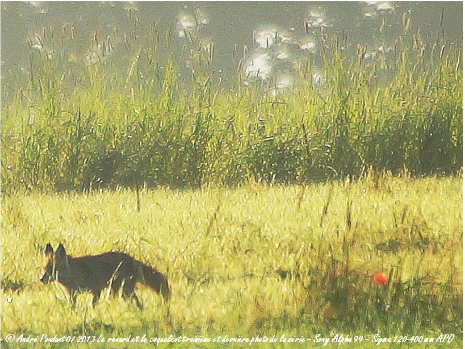 Le renard et le coquelicot dernière photo de la série de trois