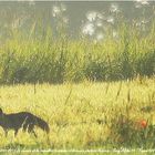 Le renard et le coquelicot dernière photo de la série de trois