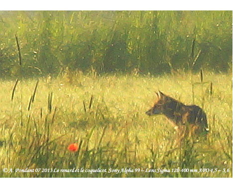 Le renard et le coquelicot seconde d'une série de trois.