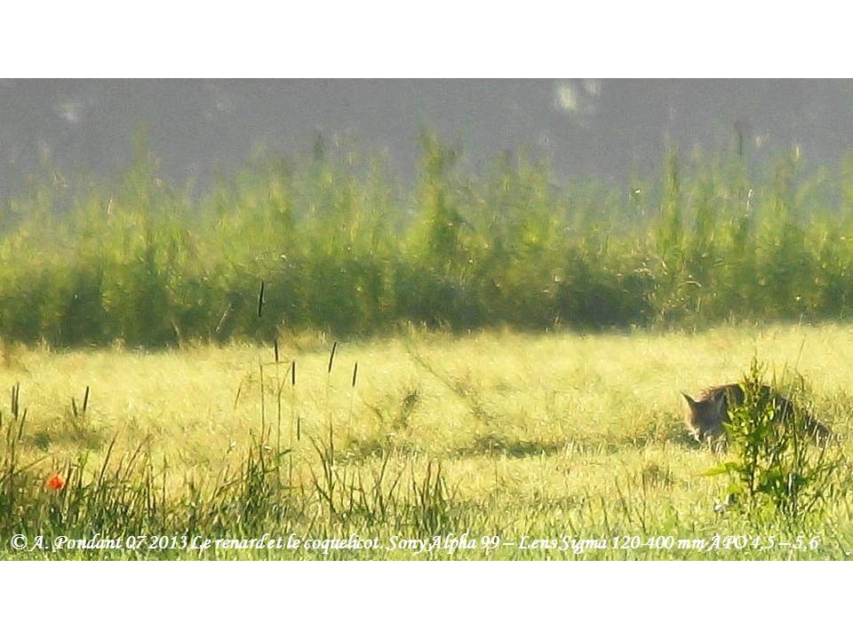 Le renard et le coquelicots. Première de trois photos