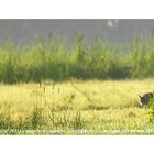 Le renard et le coquelicots. Première de trois photos