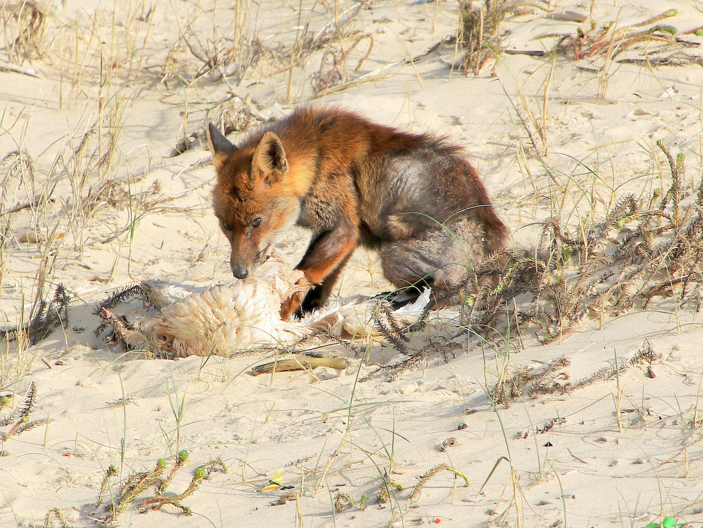 le renard sur la dune !