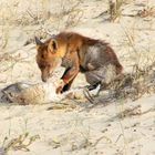 le renard sur la dune !